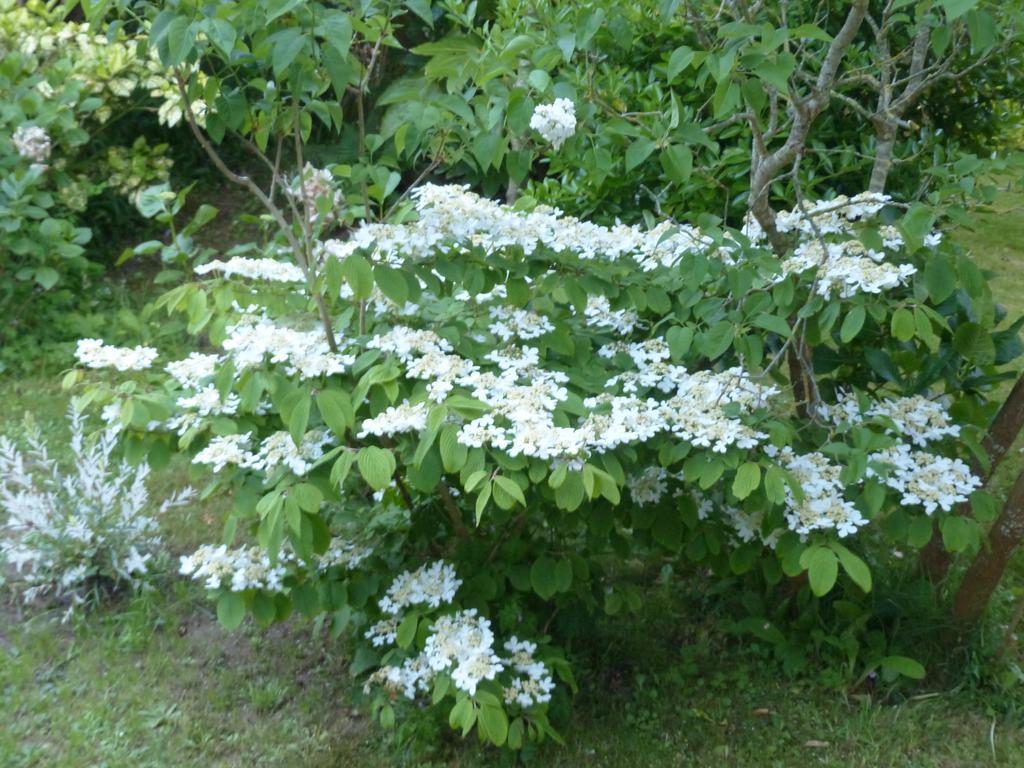 La Flore De Lys, Cottage Ideal Pour 2 Adultes Et 2 Enfants Saint-Jouin-Bruneval Zimmer foto